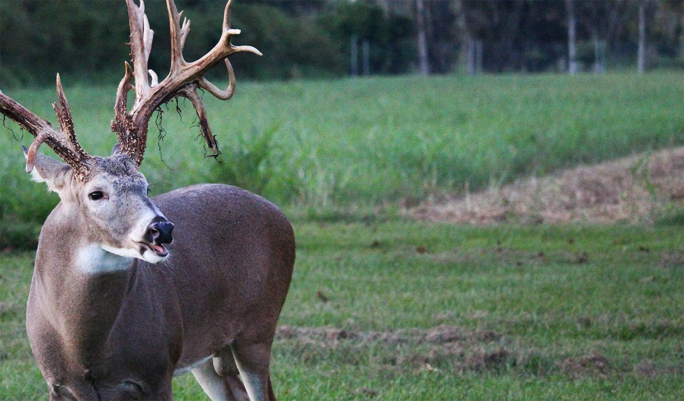 Golden Ranch Whitetails | Breeding & Semen Production